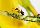 Nelaukti svečiai: tarakonai ir skruzdės