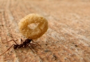Kaip atsikratyti skruzdžių?