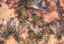 Kuo naudingas bičių pikis?