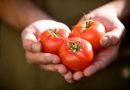 Pomidorai - būtina vasaros meniu dalis