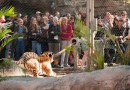 Išsiilgę ekstremalių pojūčių gali išbandyti savo jėgas zoologijos sode