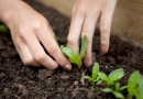 Žalioji palangė: auginame prieskonius