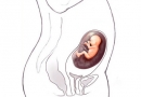 Nėštumo kalendorius. 15 savaitė