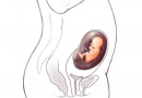 Nėštumo kalendorius. 16 savaitė