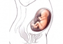 Nėštumo kalendorius. 24 savaitė
