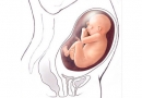 Nėštumo kalendorius. 31 savaitė