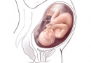 Nėštumo kalendorius. 35 savaitė 