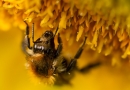 Bičių pikis - stipriausias natūralus antibiotikas