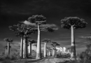 Seniausi pasaulio medžiai Beth Moon fotografijoje (foto)