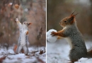 Sportiškos voveraitės (foto)