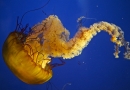 Gražiausios medūzų nuotraukos (foto)
