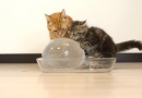 Kaip padėti katėms išgyventi vasaros karščius (video)