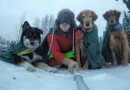 Stomatologo iš Aliaskos šunys užkariavo internetą (foto)