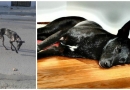 Meilė ir rūpestis daro stebuklus: apverktinos būklės šuo per du mėnesius pasikeitė neatpažįstamai (foto)