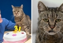 Seniausias pasaulyje katinas atšventė dar vieną gimtadienį (foto)