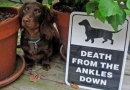 Kas iš tikrųjų slepiasi už įspėjimo „Atsargiai, piktas šuo“ (foto)