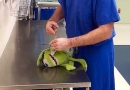 Gydytojas „operavo“ žaisliuką, kad vaikas mažiau bijotų (foto)