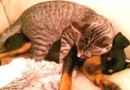 Neišskiriami draugai: katinas „slaugo“ negaluojantį šunelį (video)