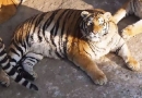 Zoologijos sode pasitaisę tigrai šypsenas kelia ne visiems (foto)