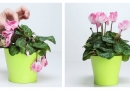 Kaip „reanimuoti“ kambarinius augalus (foto)