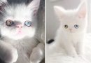 Skirtingų spalvų akyčių katinėlis tirpdo internautų širdis (foto)