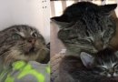 Jaudinanti laukinio katino reakcija į kačiukus (video)