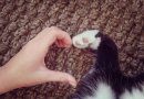 Kaip katės išreiškia savo meilę (video)