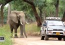 Brakonierių pašautas dramblys kreipėsi pagalbos į žmones (foto, video)