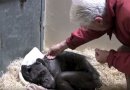 59 metų šimpanzė sutinka savo seną draugą (video)