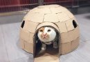Kartoniniai veterinarijos klinikoje gyvenančio katino nameliai (foto)