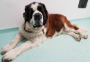 Veterinarai įtarė, kad šuo serga vėžiu. Tačiau jie klydo... (foto)