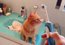 Katino reakcija į elektrinį dantų šepetėlį (video)
