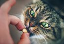 Kaip sumaitinti katei tabletę? (video)