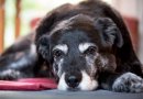 Kaip prižiūrėti senyvo amžiaus šunis?