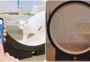Korėjiečiai sukūrė treniruoklį nutukusioms katėms (foto, video)