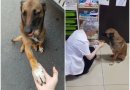 Benamis šuo atėjo į vaistinę prašyti pagalbos (foto)