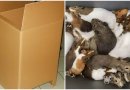 Į gyvūnų prieglaudą atneštos dėžės turinys nustebino visus (foto)