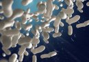 Gerosios bakterijos: kodėl jos tokios svarbios mūsų organizmui?