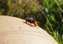 Specialistai perspėja dėl suaktyvėjusių vapsvų ir širšių: ko griebtis, jei vabzdžiai nenuoda ramybės