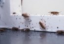 Kai į namus įsisuka tarakonai: štai, kaip juos naikinti