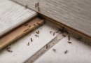 Namus užpuolė skruzdėlės? Štai, kaip su tuo kovoti
