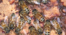 Kuo naudingas bičių pikis?