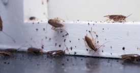 Kai į namus įsisuka tarakonai: štai, kaip juos naikinti