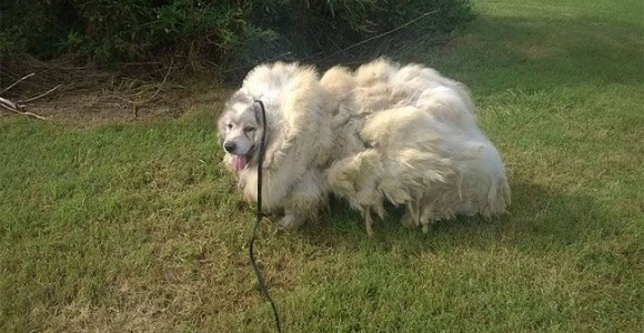 Apkirptas šuo palengvėjo 16 kg (foto)