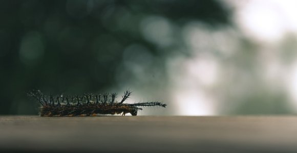 Kaip išvengti pavojingų vabzdžių ir voragyvių įkandimų