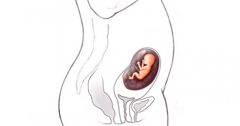 13 недель болит живот. 12 Недель беременности беременности. 12 Недель беременности расположение плода. Расположение плода на 13 неделе беременности. Матка на 12 неделе беременности.
